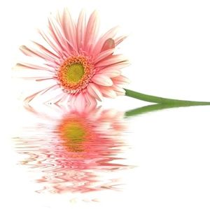 Meet your Posher, Irma